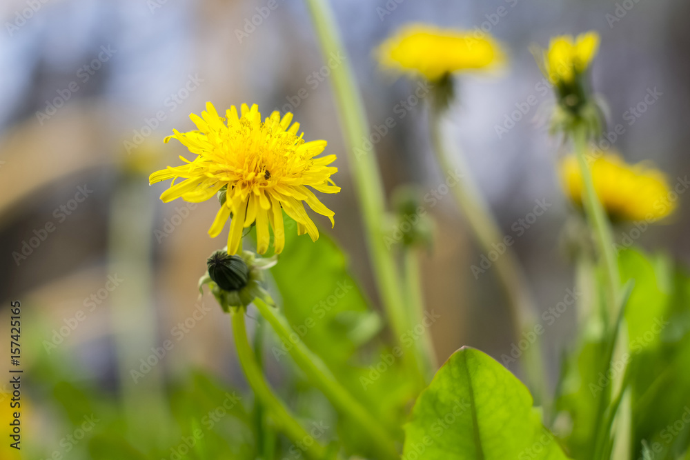 Fototapeta premium Yellow dandelions in park