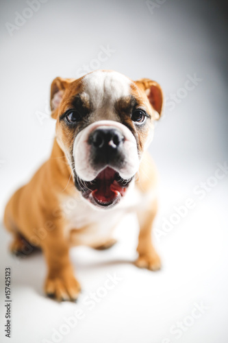 cute bulldog puppy posing