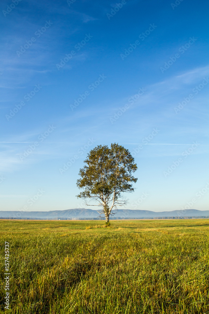 photo of lonely birch on a background of blue sky and green grass photo of lonely birch on a background of blue sky and green grass
