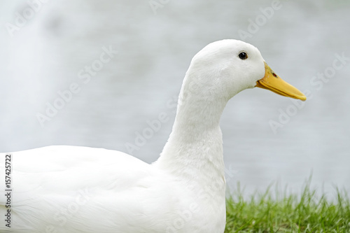 Portrait of a duck 2