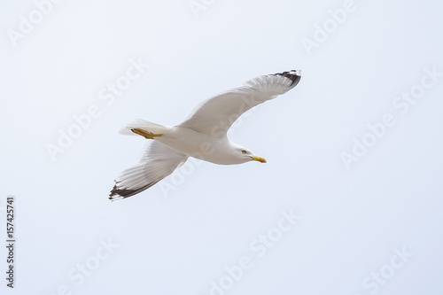 Flying seagull 1