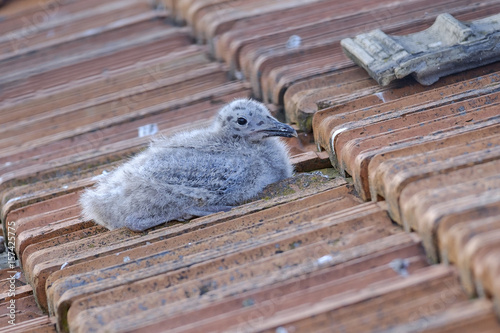 Gull chick 1