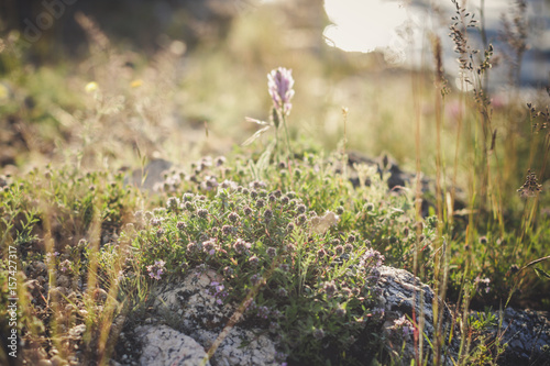 Thyme growing in a meadow among other herbs