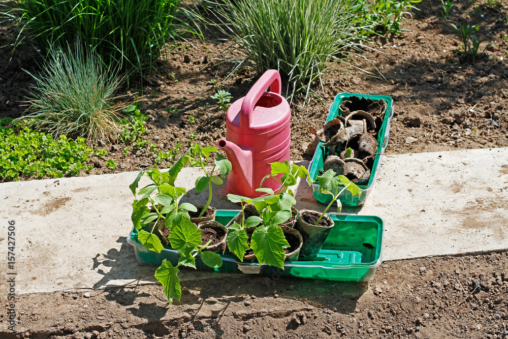 Watering can and plastic boxes with small cucumber's sprouts and peat pots stand in the garden Watering can and plastic boxes with small cucumber's sprouts and peat pots stand in the garden