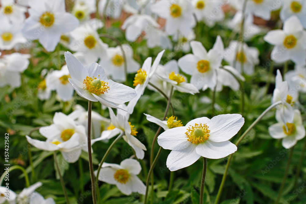 Beautiful white anemones flowers in garden in springtime