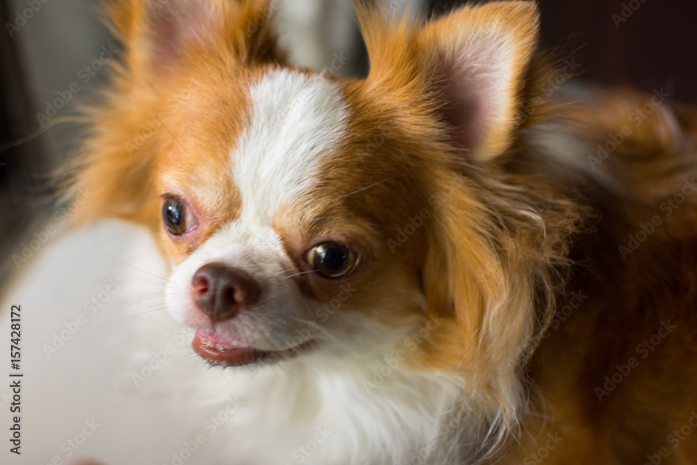 Chihuahua furry dog