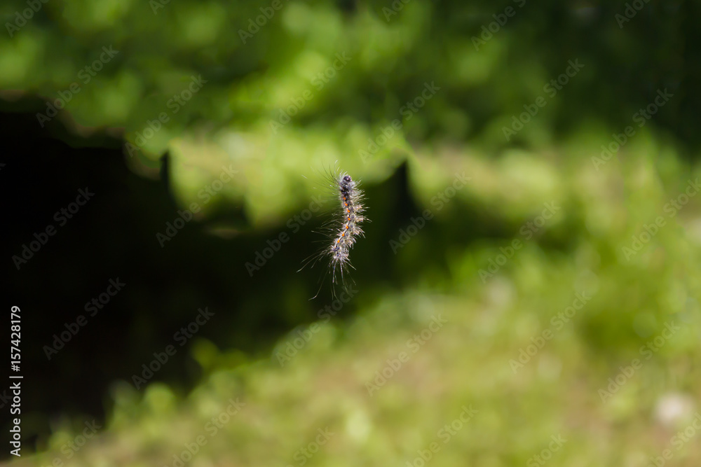 flying caterpillar, caterpillar in the air, living nature, fauna, crawler, grub