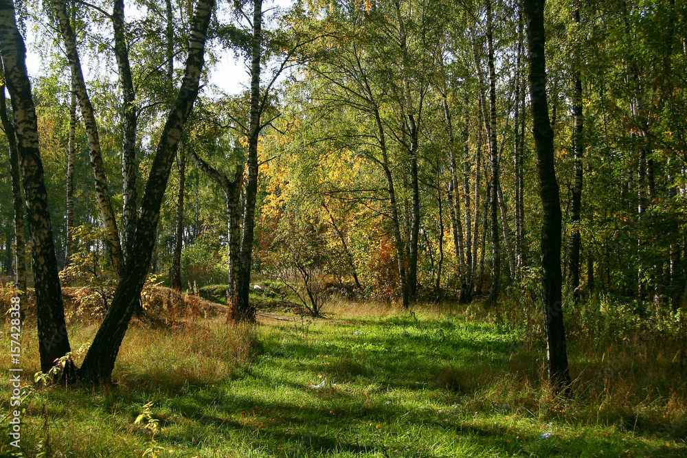 Golden autumn in the forest and bright sunlight through the leaves.