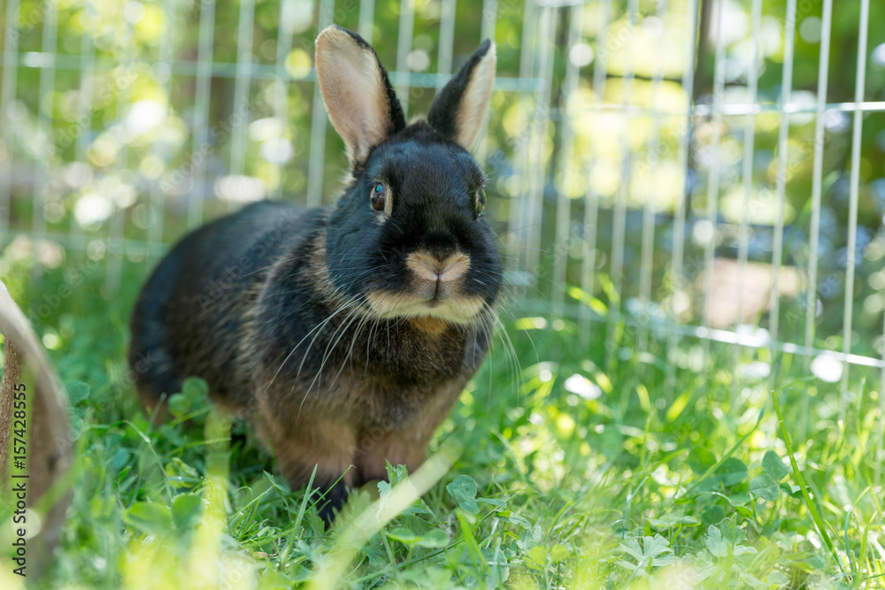 Fototapeta premium Króliki w ogrodzie