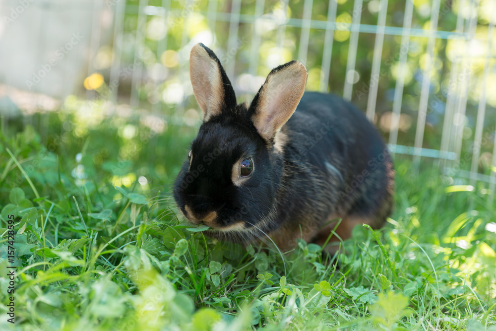 Fototapeta premium Kaninchen im Garten