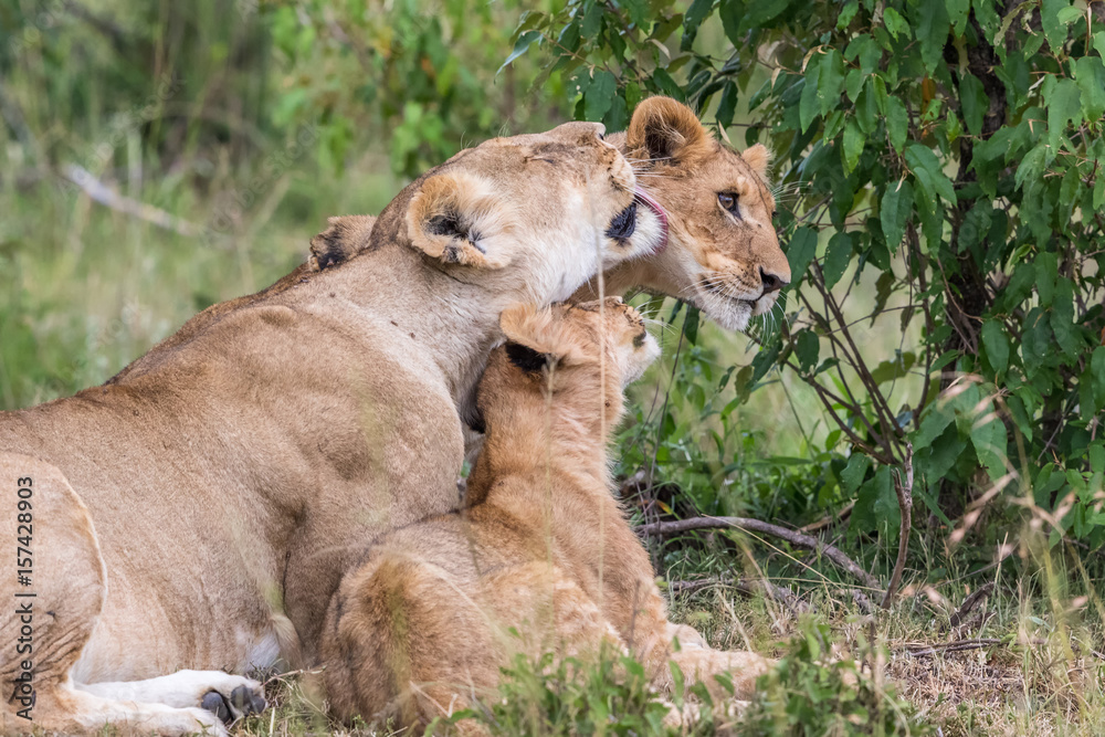 Fototapeta premium Lioness licking one of her cubs