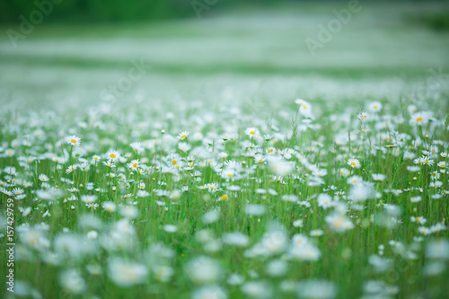 Flowering. Chamomile. Blooming chamomile field, Chamomile flowers. Natural herbal treatment.