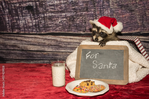 Fototapeta A baby Raccoon wearing a Santa hat with cookies and Milk