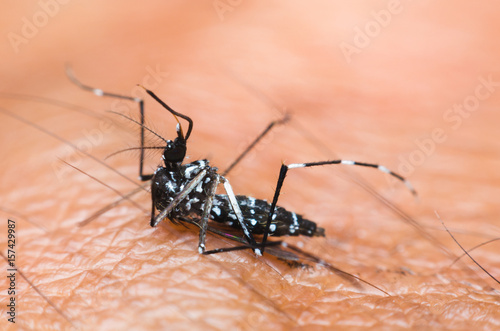 mosquito dead on human skin.