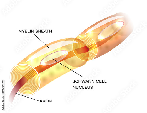 Neuron, nerve cell axon and myelin sheath  substance that surrounds the axon detailed anatomy illustration