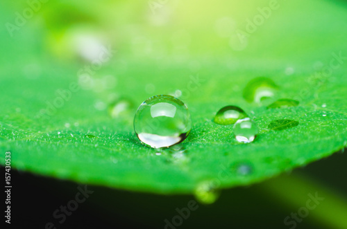 water drop on green leaf. nature fresh background macro.