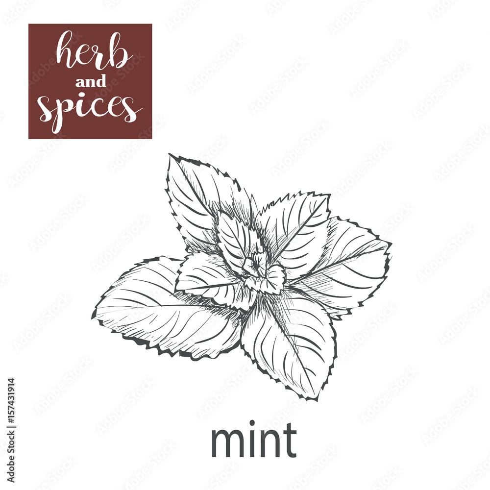 Mint sketch hand drawing. vector illustration of herbs Mint