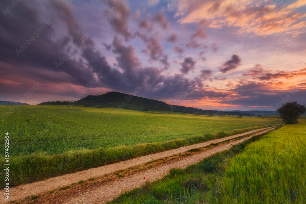 Fototapeta premium Green cereal field in Alava