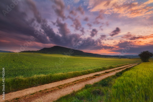 Green cereal field in Alava