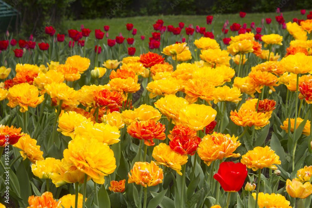 large red and yellow tulips