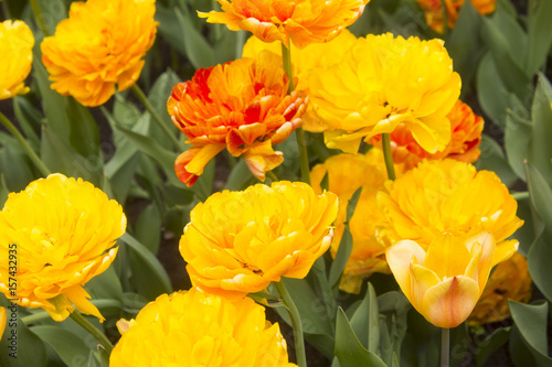 large red and yellow tulips