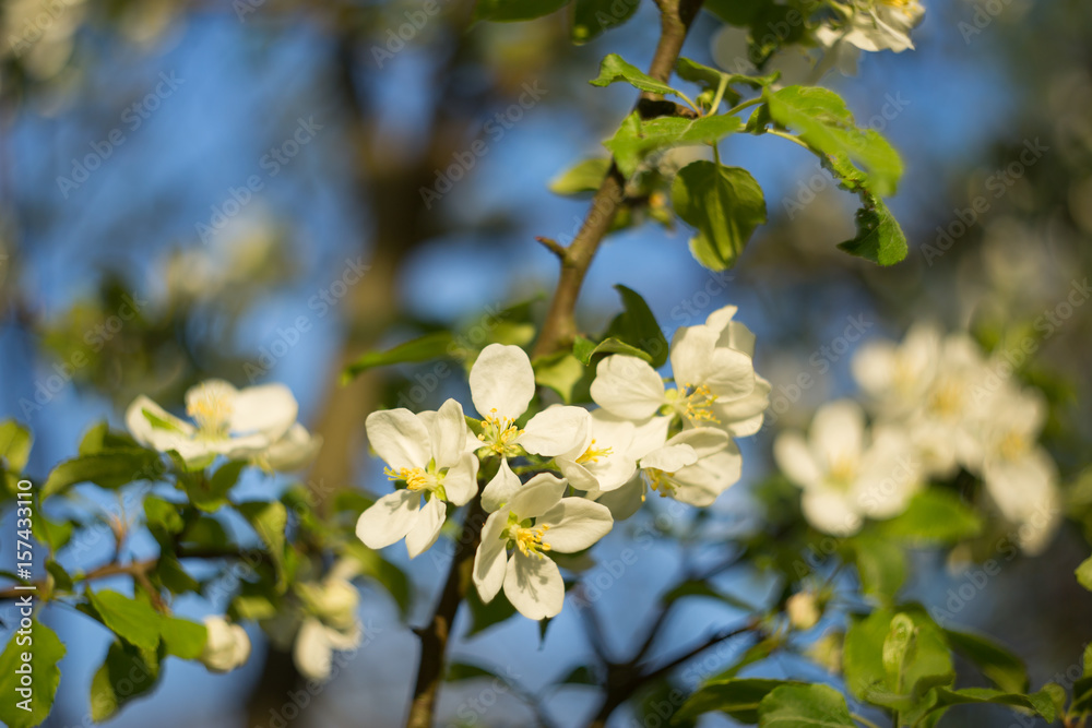Apple tree flowers blossom closeup with blurred blue sky background Apple tree flowers blossom closeup with blurred blue sky background