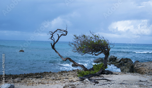 Foto Divi Divi Tree Next to The Sea