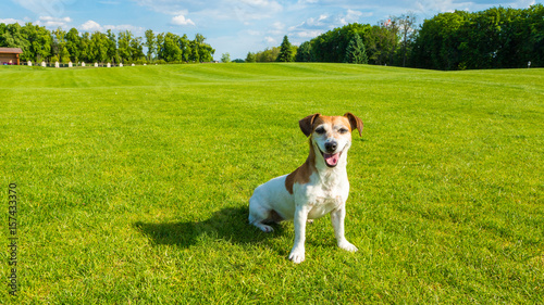Dog sitting on the green fresh grass