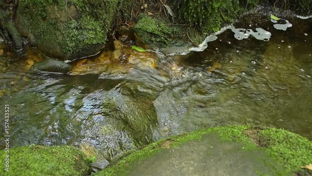 fresh water in forest fresh water in forest