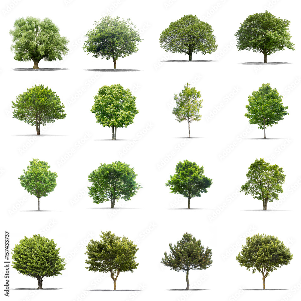 High definition collection Tree isolated on a white background