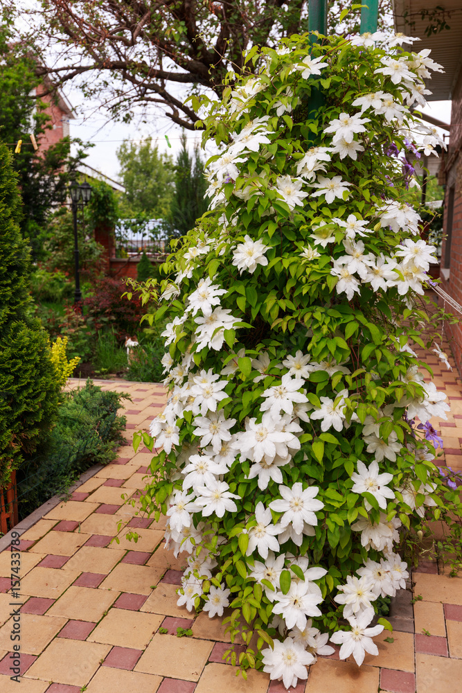 White clematis flowers in a garden. White clematis flowers in a garden.