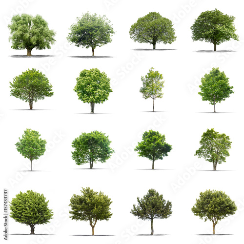 High definition collection Tree isolated on a white background