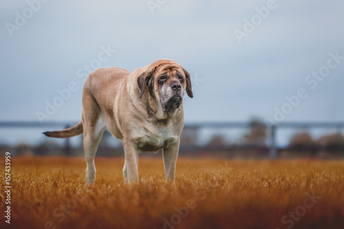 Large Mastiff In Field