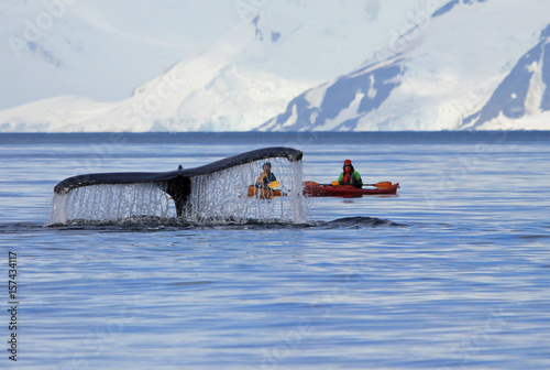 Humpback whale tail with ship, boat, showing on the dive, Antarctic Peninsula photo