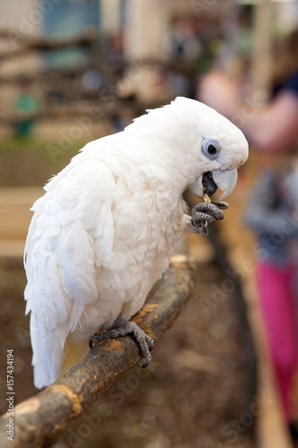 Quadro su tela A white parrot on a branch eats feed