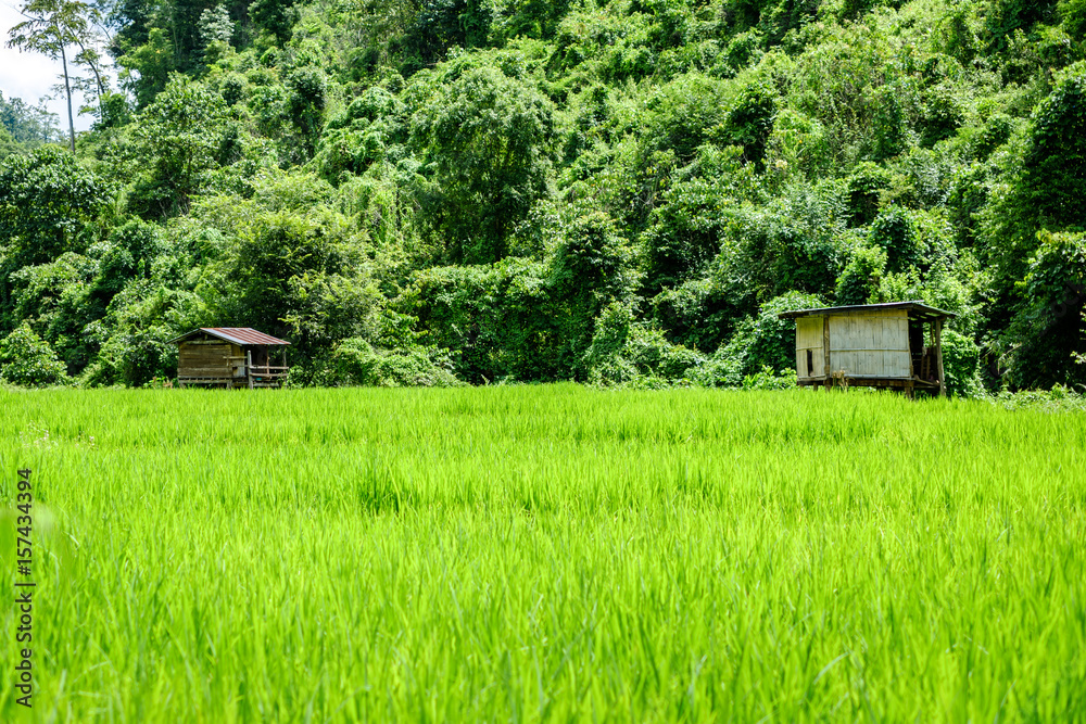 Ταπετσαρία Green rice field in Mae Jam district (Chiang Mai, Thailand)