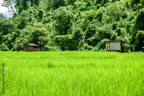 Εκτύπωση καμβά Green rice field in Mae Jam district (Chiang Mai, Thailand)