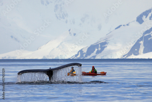 Humpback whale tail with ship, boat, showing on the dive, Antarctic Peninsula photo