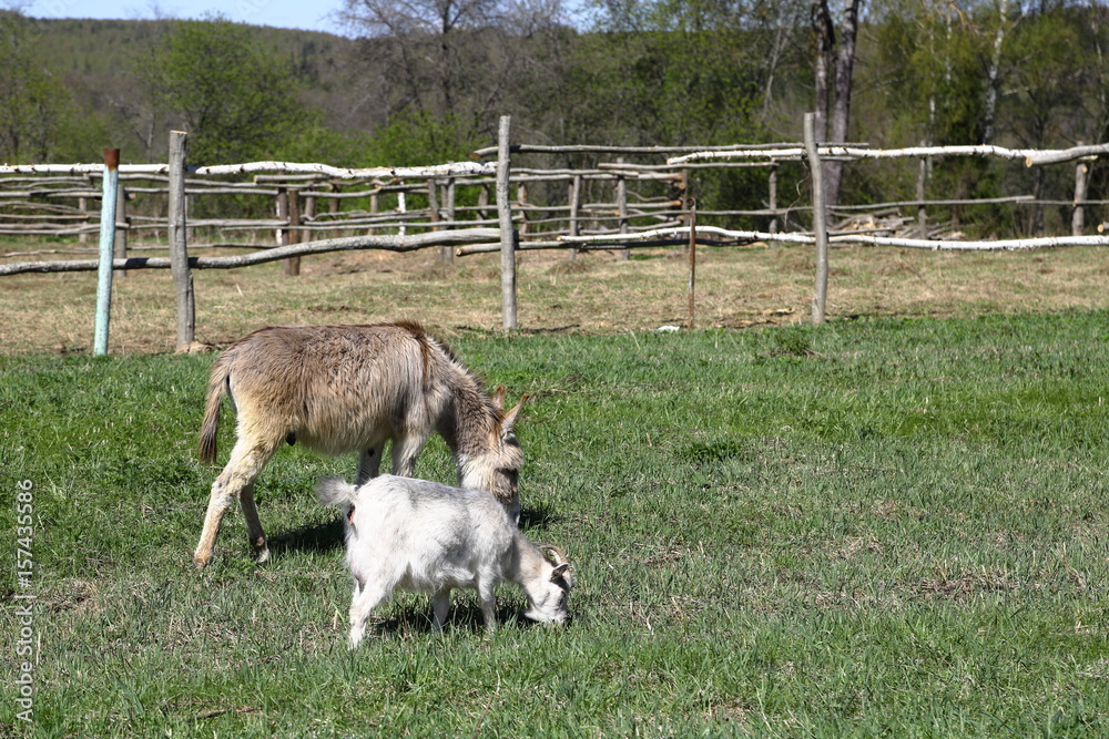 Little donkey and a goat eating a grass on a green meadow Little donkey and a goat eating a grass on a green meadow