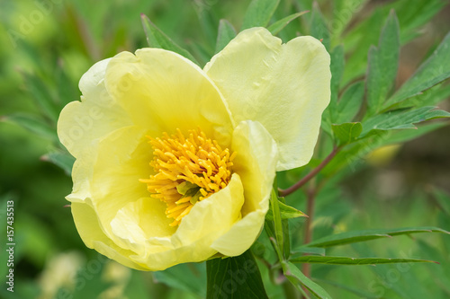 Paeonia lutea Tria photo