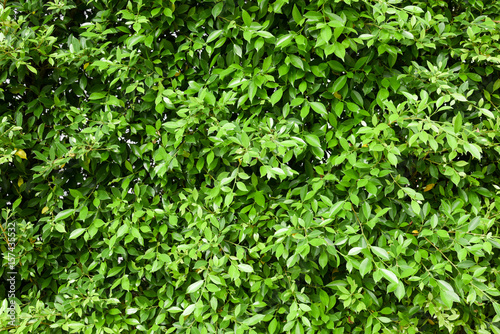 Indonesia banyan tree leaves background