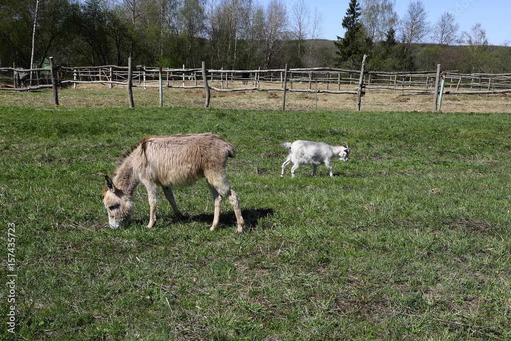 Obraz premium Little donkey and a goat eating a grass on a green meadow