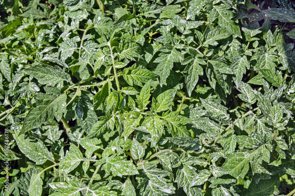 Tomato seedlings Tomato seedlings