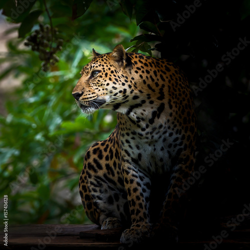 The nature of leopard.