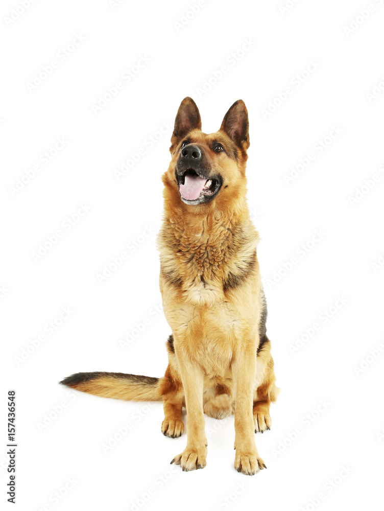 German shepherd isolated on a white background