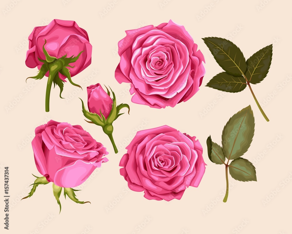 Set of pink rose