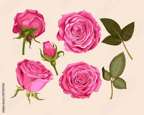 Set of pink rose