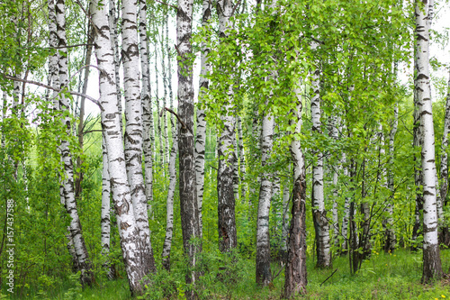 Fototapeta Naklejka Na Ścianę i Meble -  summer birch forest in Russia