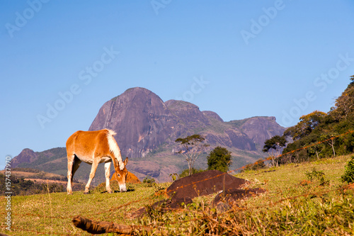 Schilderij op canvas Horse and rocky mountains in Brazil