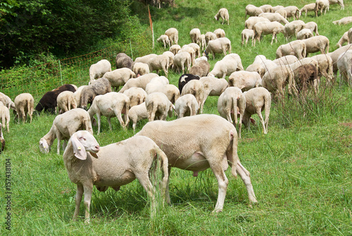 Gregge di pecore al pascolo photo